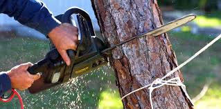 Best Root Management and Removal  in Dentsville, SC