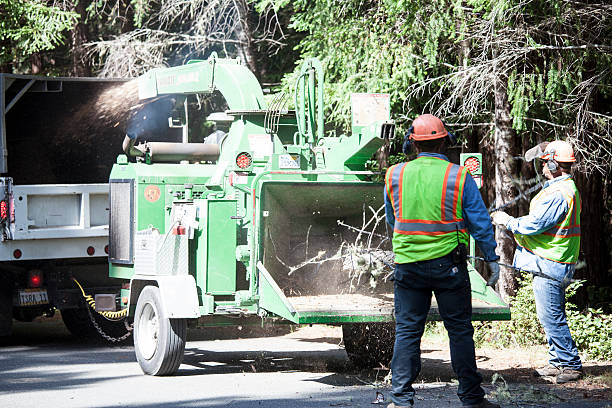 How Our Tree Care Process Works  in  Dentsville, SC